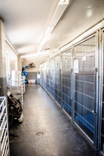 Kennel Lane