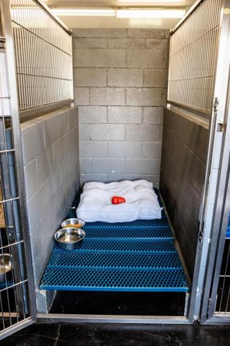 Kennel Run