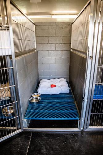 Kennel Run